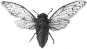 Иллюстрация к книге — Золото Спарты [image001.jpg]