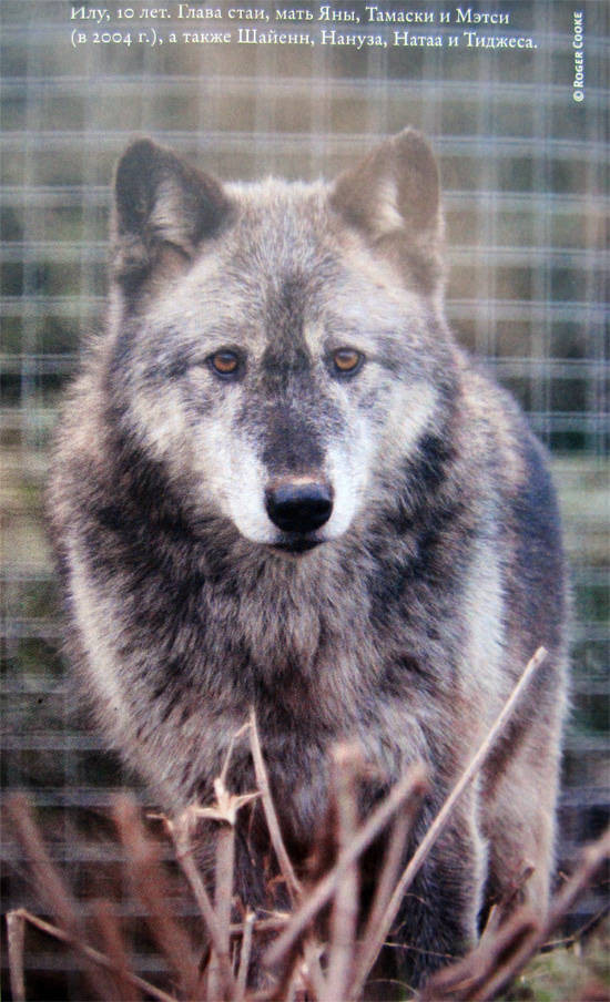 Иллюстрация к книге — Свой среди волков [IMG_8449.jpg]