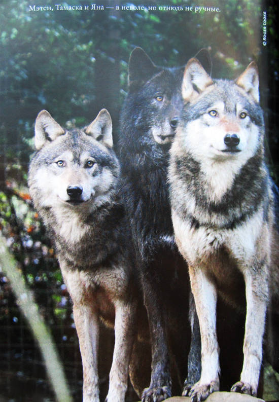 Иллюстрация к книге — Свой среди волков [IMG_8452.jpg]