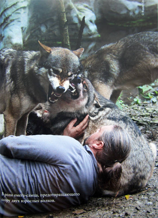 Иллюстрация к книге — Свой среди волков [IMG_8455.jpg]