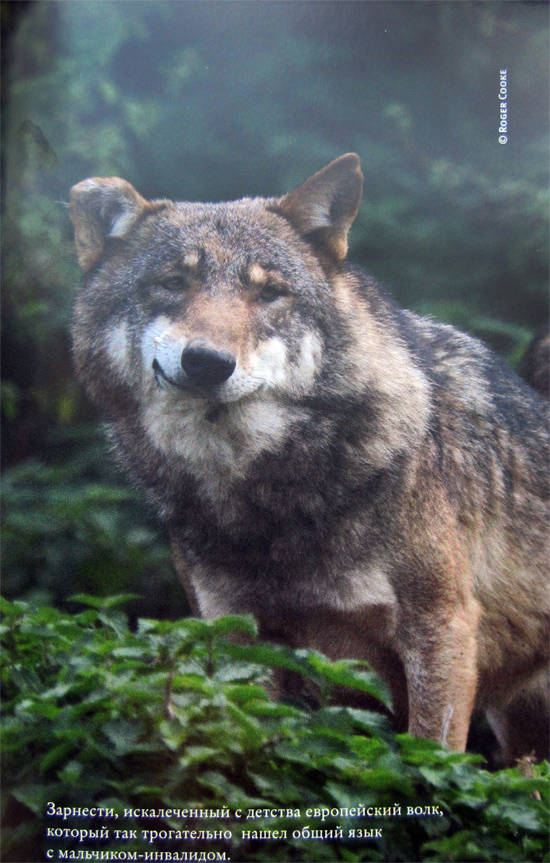 Иллюстрация к книге — Свой среди волков [IMG_8458.jpg]