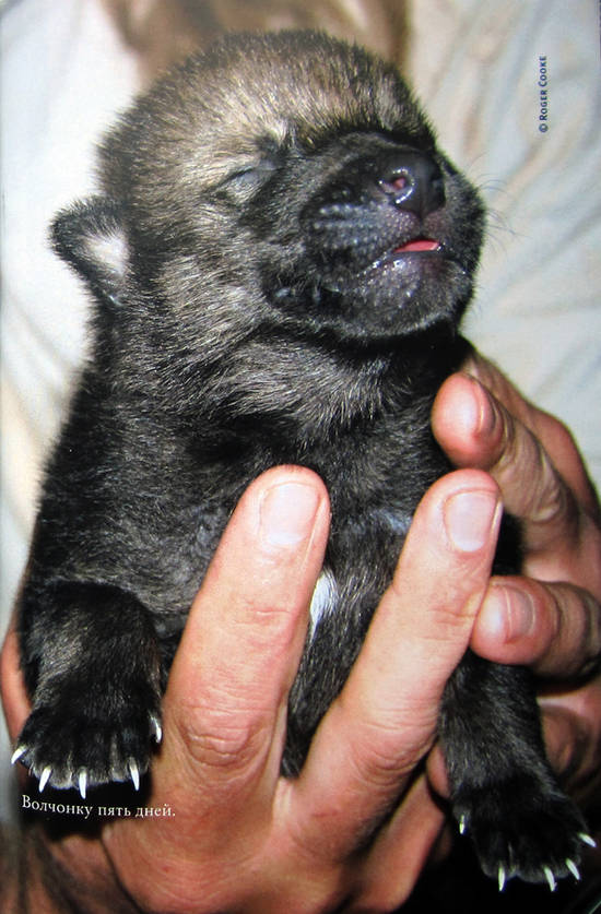 Иллюстрация к книге — Свой среди волков [_1.jpg]