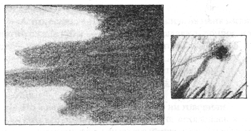 Иллюстрация к книге — Анатомия страха [pic_22.png]