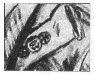 Иллюстрация к книге — Анатомия страха [pic_48.png]