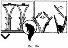 Иллюстрация к книге — Школа выживания в природных условиях [pic_179.jpg]