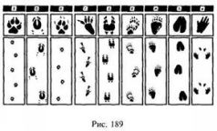 Иллюстрация к книге — Школа выживания в природных условиях [pic_181.jpg]