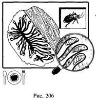 Иллюстрация к книге — Школа выживания в природных условиях [pic_199.jpg]