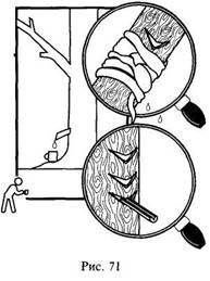 Иллюстрация к книге — Школа выживания в природных условиях [pic_80.jpg]