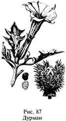 Иллюстрация к книге — Школа выживания в природных условиях [pic_98.jpg]