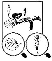 Иллюстрация к книге — Школа выживания. Как избежать голодной смерти [_01.jpg]