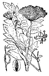 Иллюстрация к книге — Школа выживания. Как избежать голодной смерти [_06.jpg]