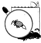 Иллюстрация к книге — Школа выживания. Как избежать голодной смерти [_136.jpg]