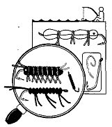 Иллюстрация к книге — Школа выживания. Как избежать голодной смерти [_142.jpg]
