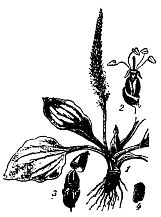 Иллюстрация к книге — Школа выживания. Как избежать голодной смерти [_15.jpg]