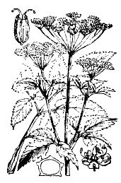 Иллюстрация к книге — Школа выживания. Как избежать голодной смерти [_18.jpg]