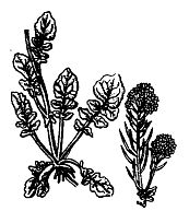 Иллюстрация к книге — Школа выживания. Как избежать голодной смерти [_19.jpg]