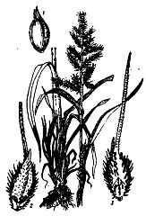 Иллюстрация к книге — Школа выживания. Как избежать голодной смерти [_20.jpg]