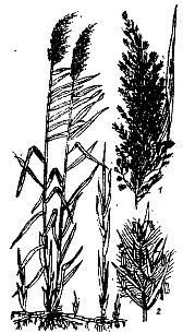 Иллюстрация к книге — Школа выживания. Как избежать голодной смерти [_22.jpg]