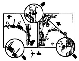 Иллюстрация к книге — Школа выживания. Как избежать голодной смерти [_238.jpg]