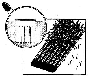 Иллюстрация к книге — Школа выживания. Как избежать голодной смерти [_244.jpg]