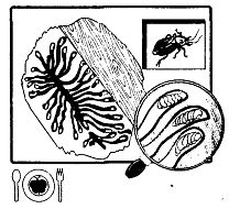 Иллюстрация к книге — Школа выживания. Как избежать голодной смерти [_311.jpg]