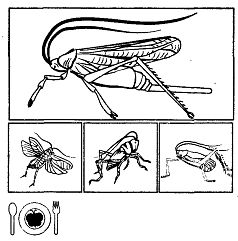 Иллюстрация к книге — Школа выживания. Как избежать голодной смерти [_312.jpg]