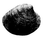 Иллюстрация к книге — Школа выживания. Как избежать голодной смерти [_335.jpg]