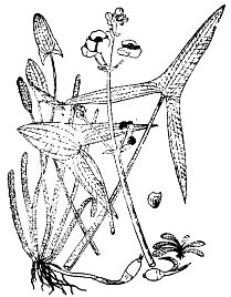 Иллюстрация к книге — Школа выживания. Как избежать голодной смерти [_34.jpg]