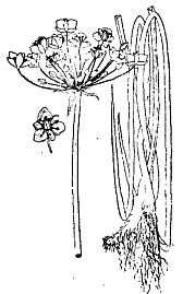 Иллюстрация к книге — Школа выживания. Как избежать голодной смерти [_35.jpg]