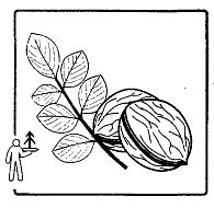 Иллюстрация к книге — Школа выживания. Как избежать голодной смерти [_38.jpg]