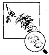 Иллюстрация к книге — Школа выживания. Как избежать голодной смерти [_43.jpg]