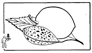 Иллюстрация к книге — Школа выживания. Как избежать голодной смерти [_44.jpg]