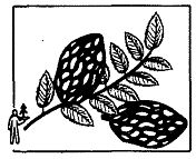 Иллюстрация к книге — Школа выживания. Как избежать голодной смерти [_46.jpg]