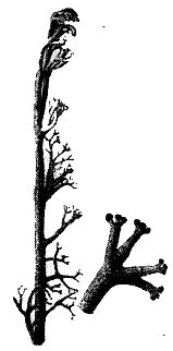 Иллюстрация к книге — Школа выживания. Как избежать голодной смерти [_52.jpg]