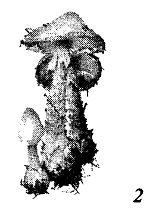 Иллюстрация к книге — Школа выживания. Как избежать голодной смерти [_55.jpg]