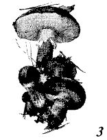 Иллюстрация к книге — Школа выживания. Как избежать голодной смерти [_56.jpg]