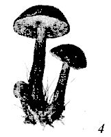 Иллюстрация к книге — Школа выживания. Как избежать голодной смерти [_57.jpg]