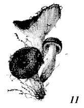 Иллюстрация к книге — Школа выживания. Как избежать голодной смерти [_64.jpg]