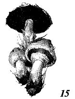 Иллюстрация к книге — Школа выживания. Как избежать голодной смерти [_68.jpg]