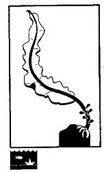 Иллюстрация к книге — Школа выживания. Как избежать голодной смерти [_70.jpg]