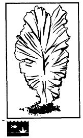 Иллюстрация к книге — Школа выживания. Как избежать голодной смерти [_78.jpg]