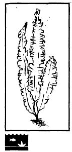 Иллюстрация к книге — Школа выживания. Как избежать голодной смерти [_79.jpg]