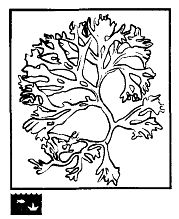 Иллюстрация к книге — Школа выживания. Как избежать голодной смерти [_81.jpg]