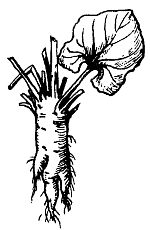 Иллюстрация к книге — Школа выживания. Как избежать голодной смерти [_83.jpg]