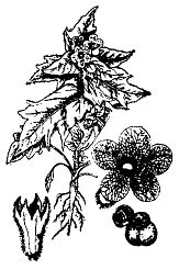 Иллюстрация к книге — Школа выживания. Как избежать голодной смерти [_87.jpg]