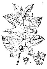 Иллюстрация к книге — Школа выживания. Как избежать голодной смерти [_88.jpg]