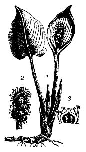 Иллюстрация к книге — Школа выживания. Как избежать голодной смерти [_89.jpg]