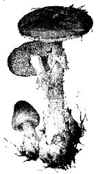 Иллюстрация к книге — Школа выживания. Как избежать голодной смерти [_90.jpg]