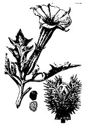 Иллюстрация к книге — Школа выживания. Как избежать голодной смерти [_94.jpg]