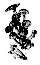 Иллюстрация к книге — Школа выживания. Как избежать голодной смерти [_95.jpg]